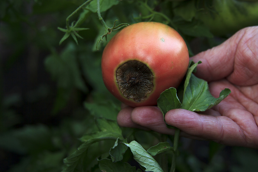 Blossom end rot on a tomato