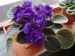Africian Violet is blooming with purple flowers