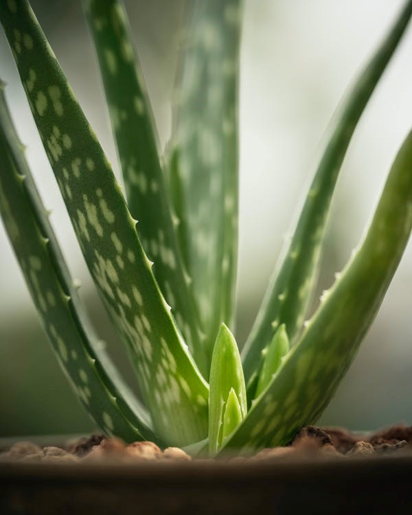 Aloe vera plant