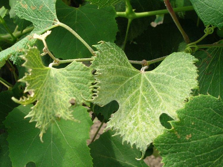 Plant injury due to 2-4D.