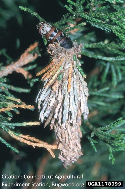 bagworm larva