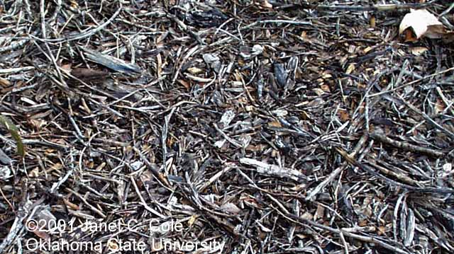 Bark Mulch