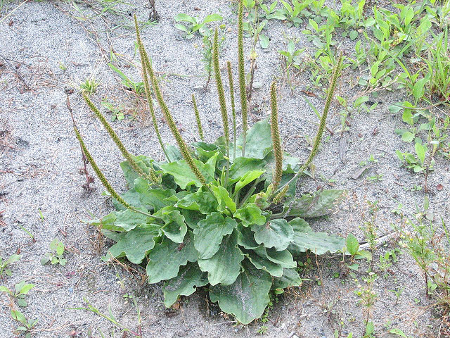 broadleaf plantain