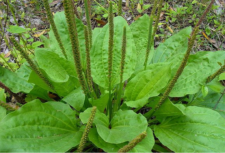 broadleaf plantain