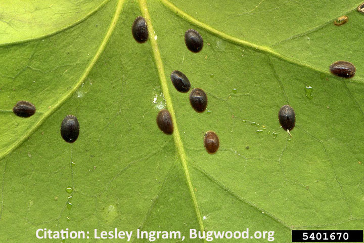 brown soft scale adults