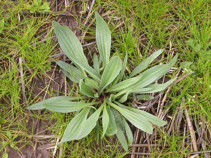 buckhorn plantain