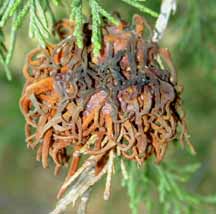 Cedar Apple Rust
