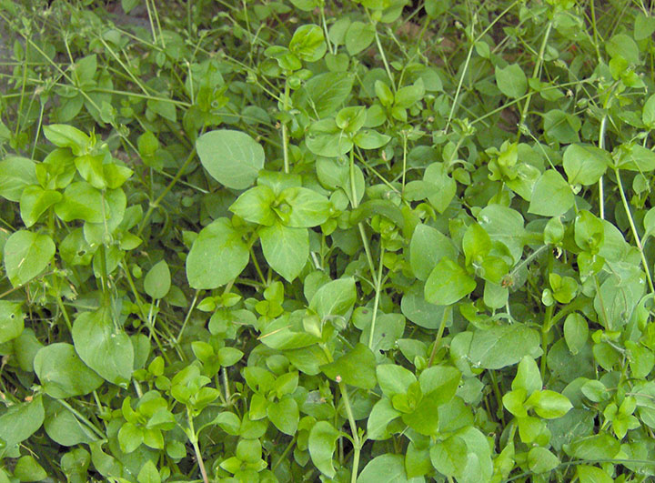chickweed