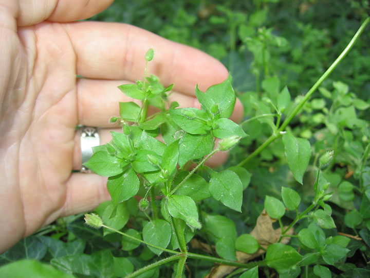 chickweed