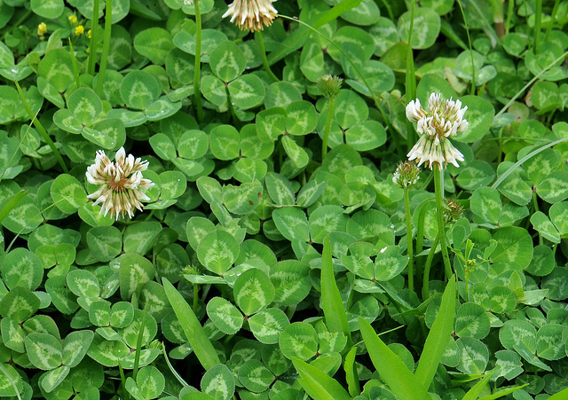clover plant