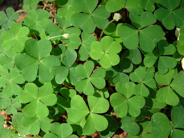 clover plant
