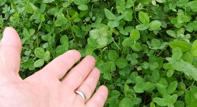 clover plant