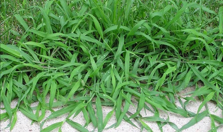 crabgrass