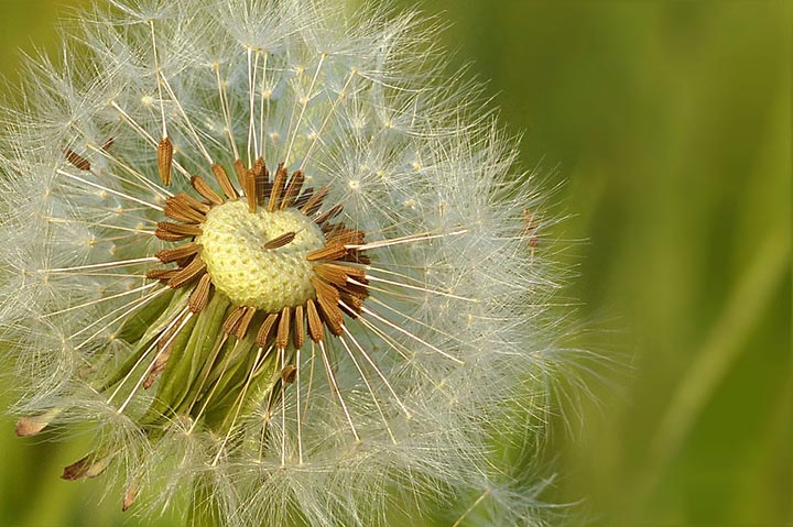 dandelion seedhead