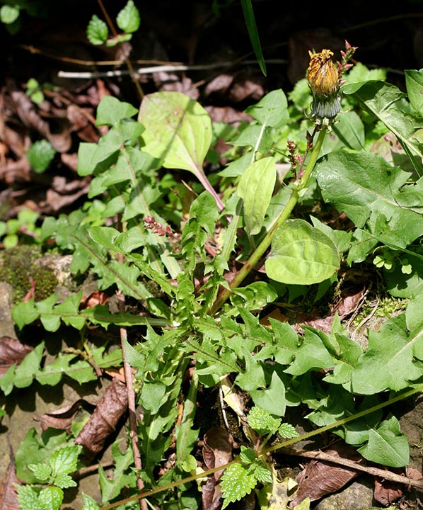 dandelion weed