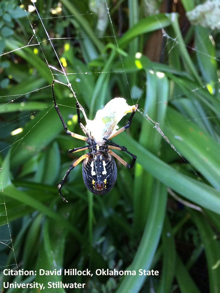 garden spider