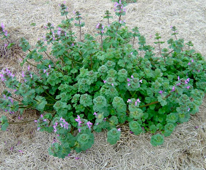 henbit form