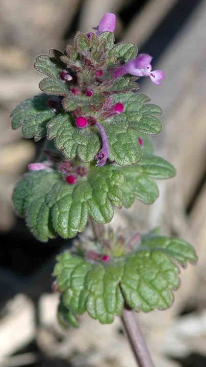 henbit, upper leaves
