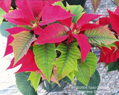 A poinsettia with iron deficiency.