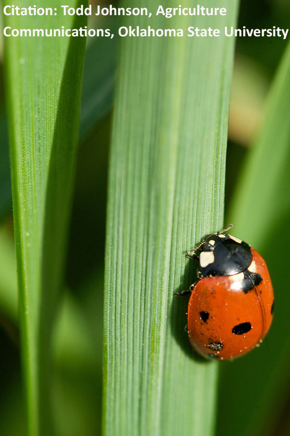 lady beetle