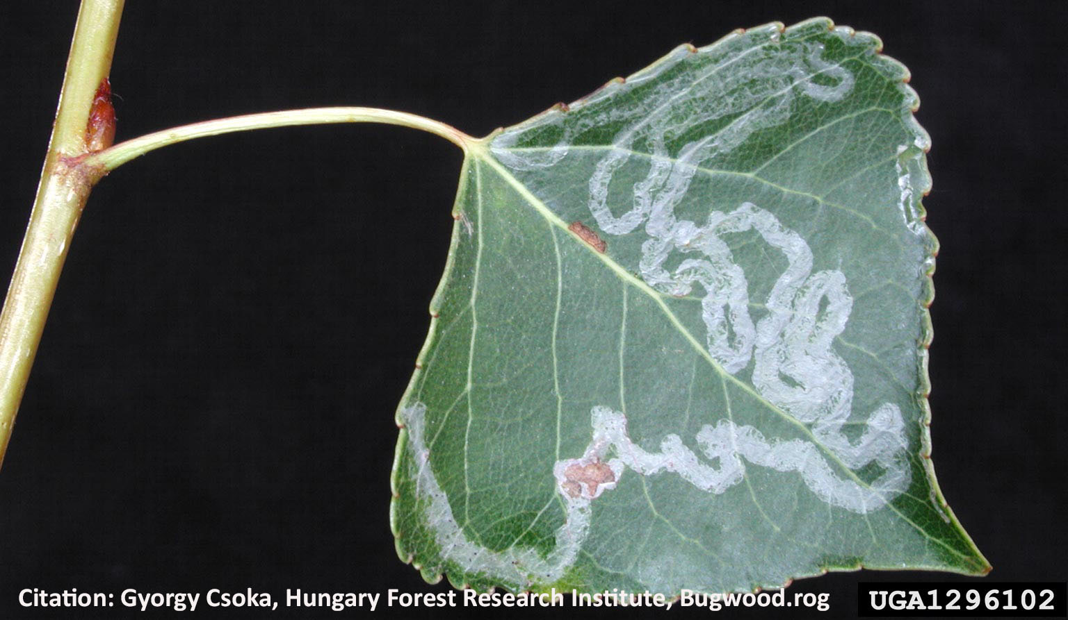 leaf blotch miner damage