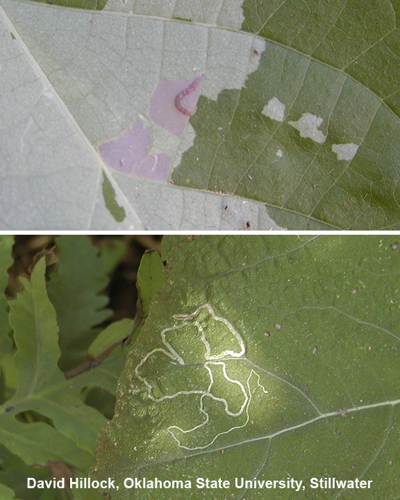 leaf blotch miner moth