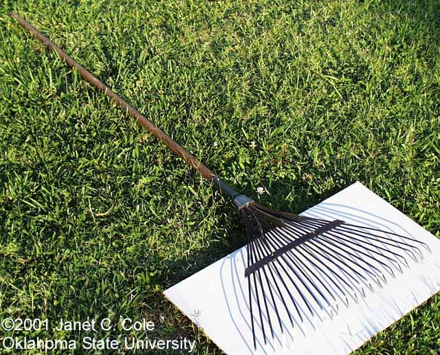 Leaf Rake