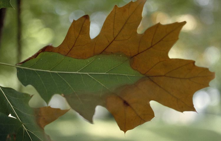Leaf scorch to an oak.