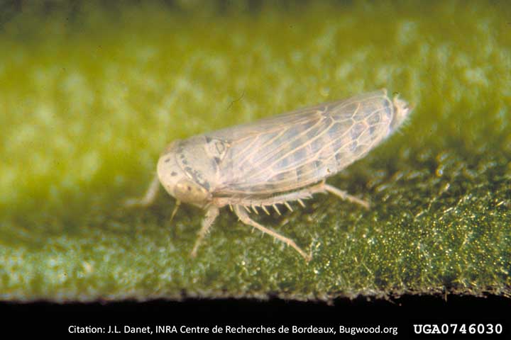leafhopper adult