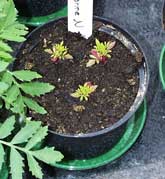 Plant is nitrogen deficient.