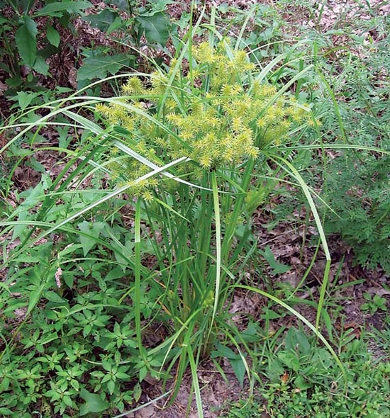nutsedge
