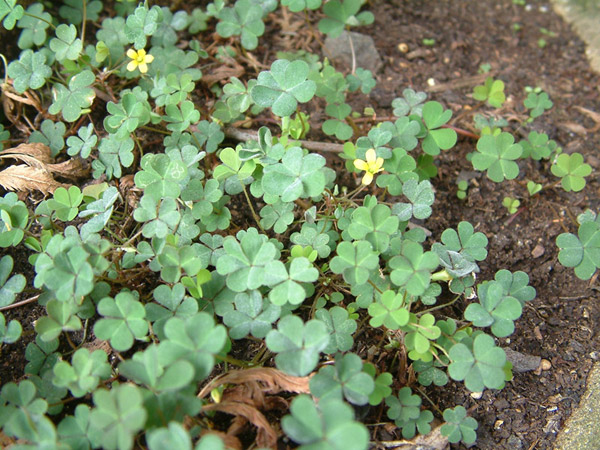 oxalis