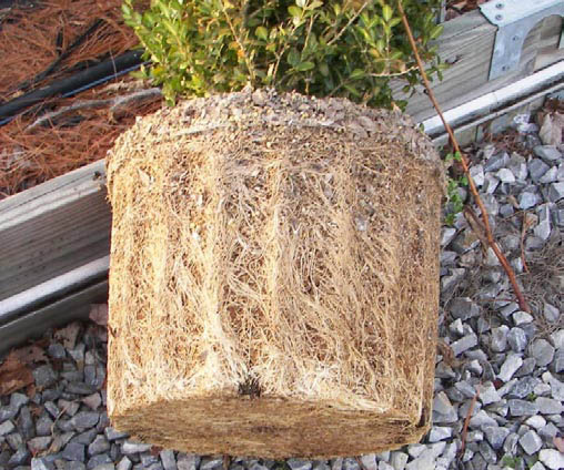 Plant which is pot bound.