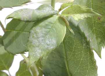 Powdery Mildew