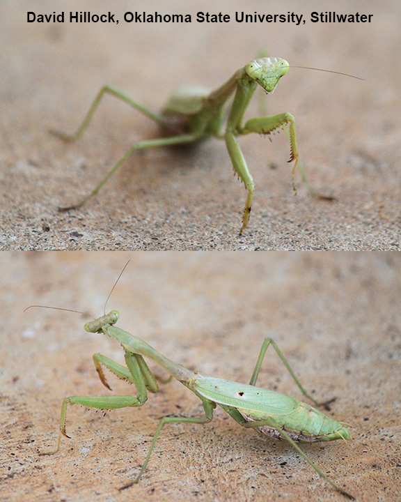 praying mantis, beneficial insect