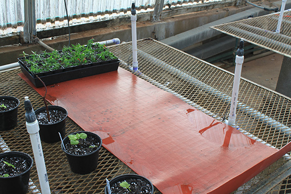 propagation mat
