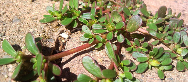 purslane