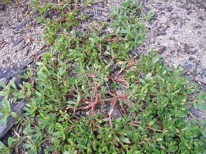 purslane