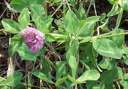 red clover