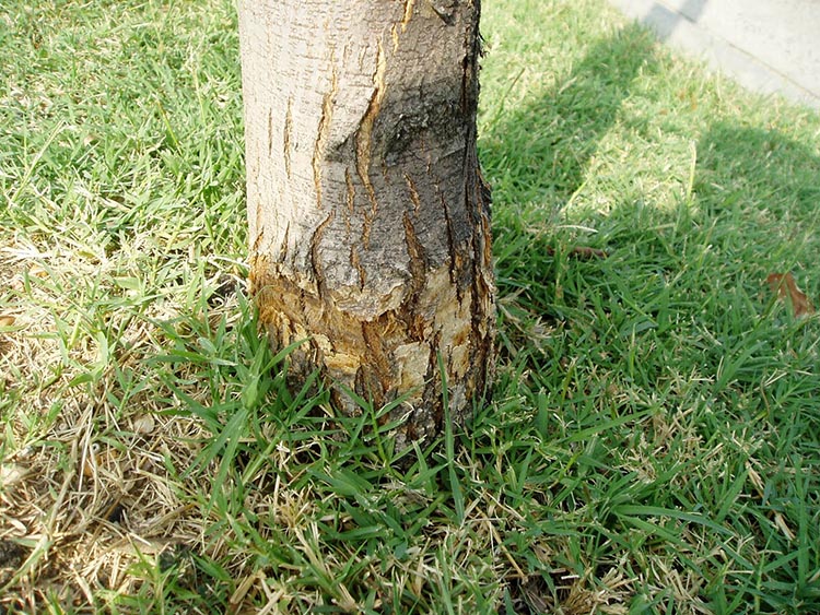 Tree damage created by string trimmer.