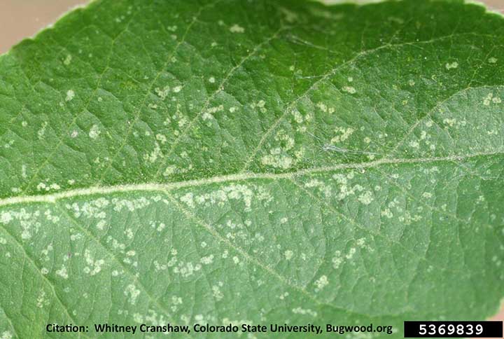white apple leaf hopper damage