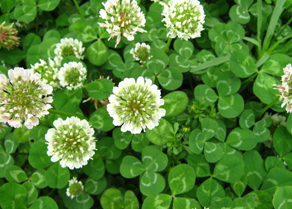 white clover