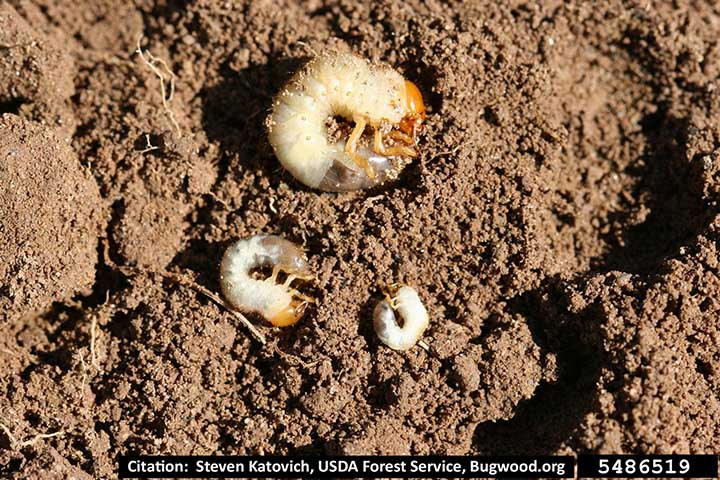 white grub man june beetles