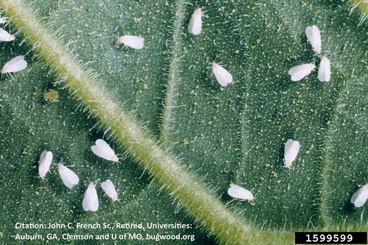 whiteflies