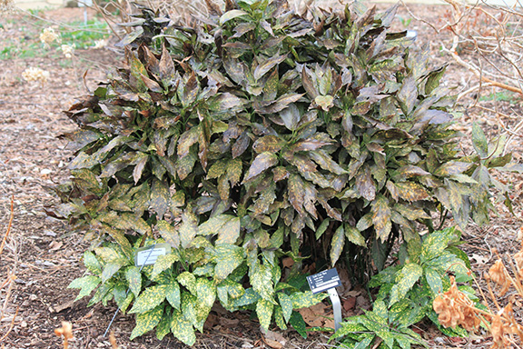 Winter damage to aucuba.