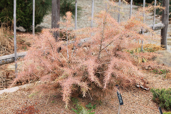 Winter damage of a dwarf Deodar cedar