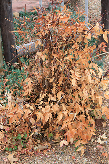 Winter damage to a nandina.