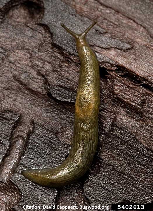 yellow spotted slug