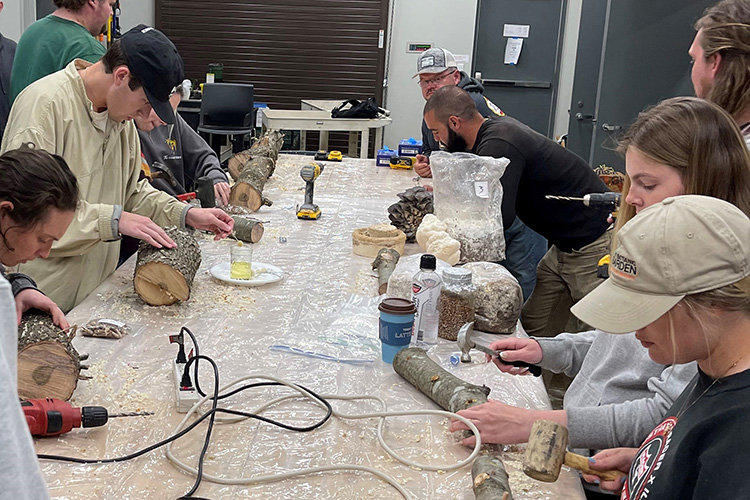 Hort 3713 students inoculating oak logs with mushroom spores.