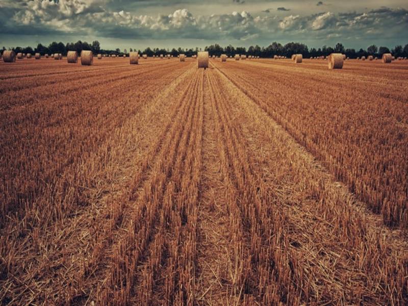 department_agecon